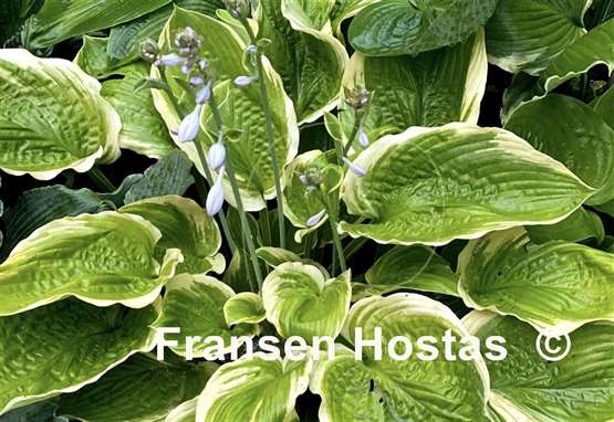 Hosta Rhinestone Cowboy